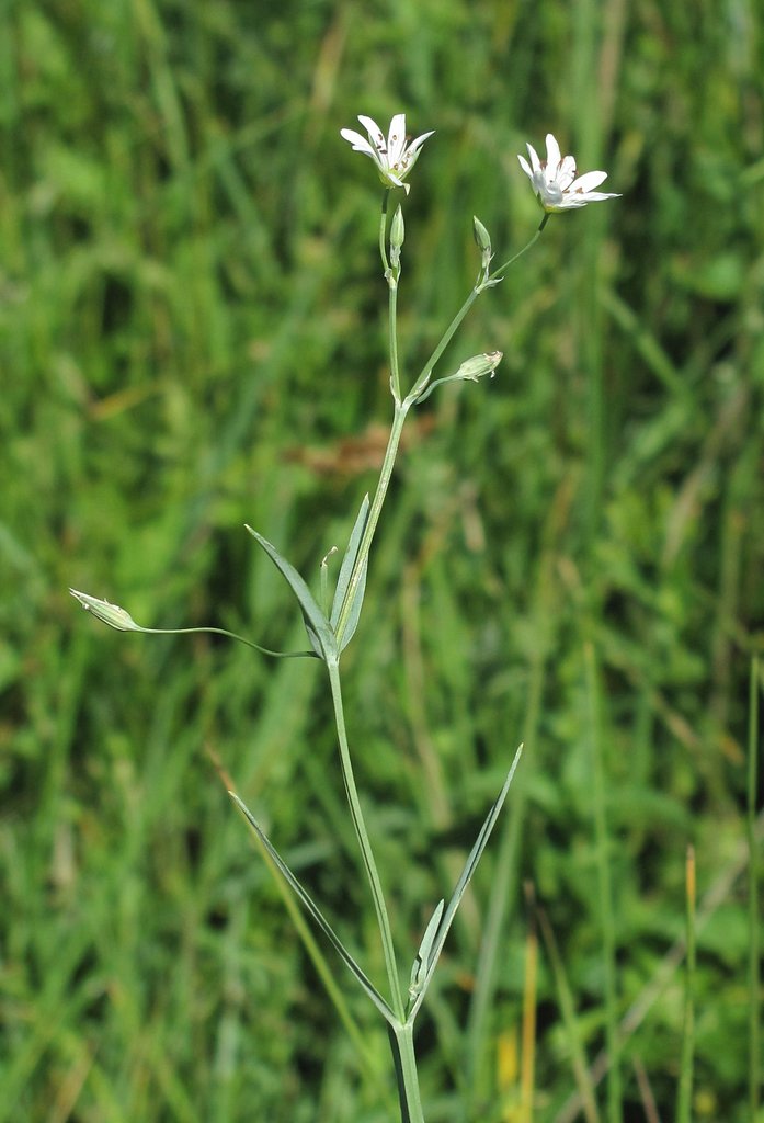 Stellaria palustris